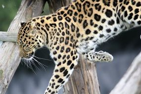 relaxed spotted leopard