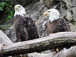 Eagles Bird Eagle Bald Wildlife