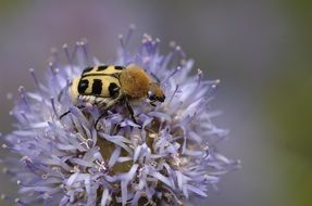 beetle on a purple flower