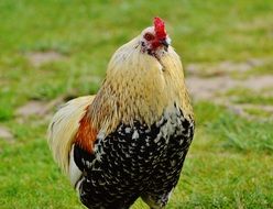 beautiful rooster in the wildpark poing