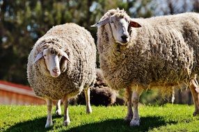 sheep with curly hair on the green grass