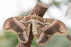 brown butterfly on the tree twig