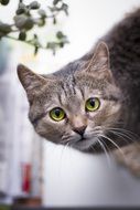 portrait of a grey cat with green eyes