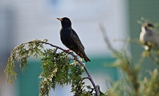 singing bird on the tree branch
