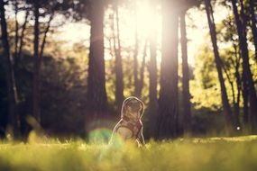 splendid Pug Dog