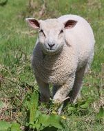 lamb on the field in countryside