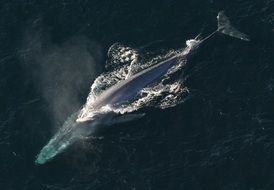 perfect beautiful Blue Whale