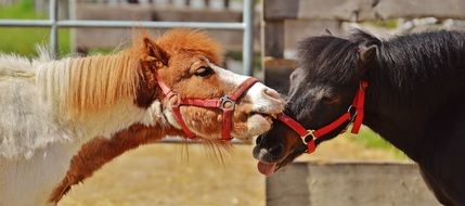 two horses having contact with each other