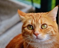 portrait of Red Cute Mackerel Cat