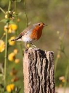 robin perched on pillar