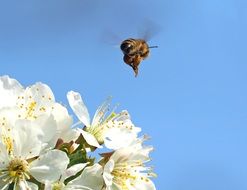 a bee flies over a blooming apple tree