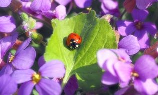 Ladybug on purple Flowers spring picture