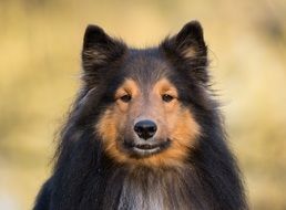 the Sheltie is a breed of herding dog