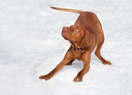 Hungarian Vizsla Brown dog