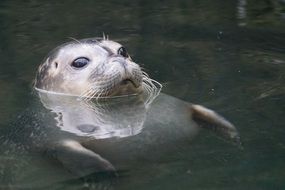 fur seal in water