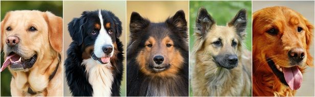 Collage of the different dogs