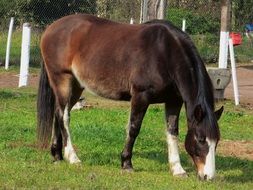 thoroughbred horse on green grass at the farm