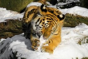 Tiger Cub, Young Animal on snow