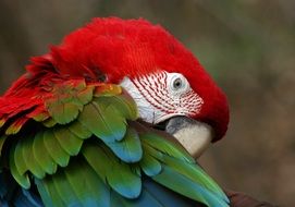 colorful parrot close-up on a blurred background