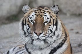 Tiger in the relaxation