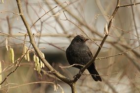 charming Black bird