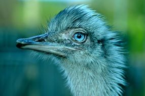 glamorous Bird Great Rhea Flightless