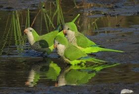 Parakeets Young Birds