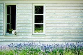cat sitting on the window in a country house