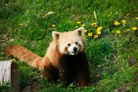 red panda on green grass
