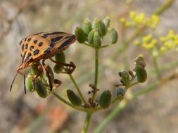 beetle on the seeds of a plant close up