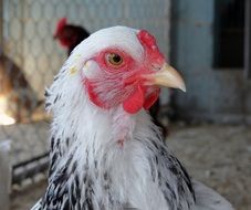 farm chicken in the countryside