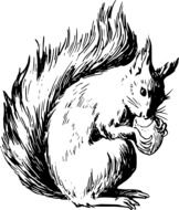graphic image of a squirrel