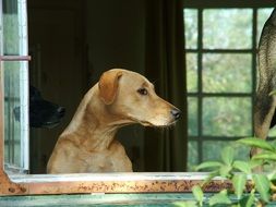 domestic dog looks out the window