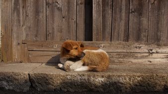 Beautiful, colorful and cute dog lies near the fence in the street