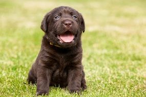 black puppy on green grass