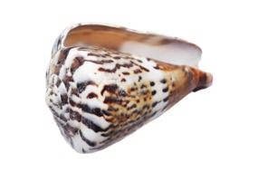 seashell with a tiger pattern