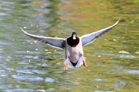 Duck Bird Landing on a water