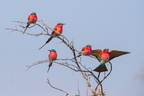 five Crimson Bee-Eaters on branch at sky