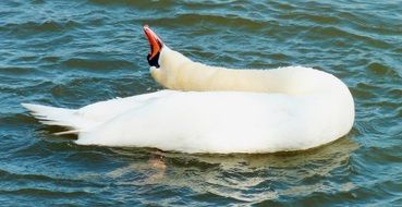 White Swan lays neck on his back