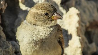 Close-up of the cute sparrow