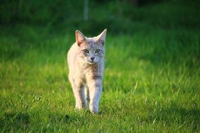 young cat walking on the meadow