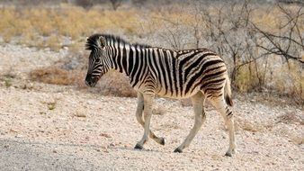 young zebra in the national park of Namibia