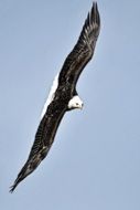 white head eagle flies over Adler