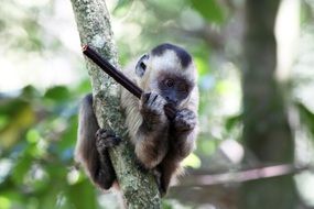 feeding of capuchin monkey