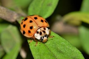 spotted lady beetle