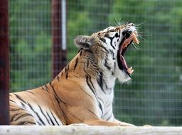 portrait of caged tiger with open mouth