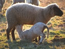 sheep feeding her lamb on pasture