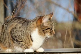 sitting young cat outdoor