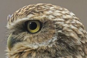 bird of prey with expressive eyes close up