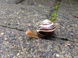 Snail crawling on Paving Stone